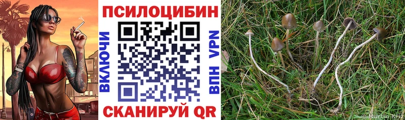 Псилоцибиновые грибы Cubensis Константиновск